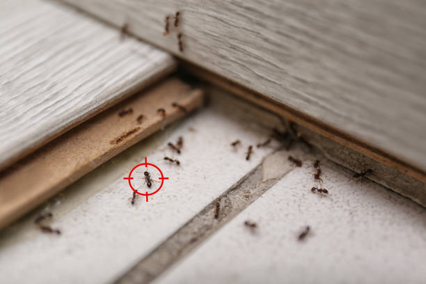 Best Pest Removal Services  in Connerton, FL