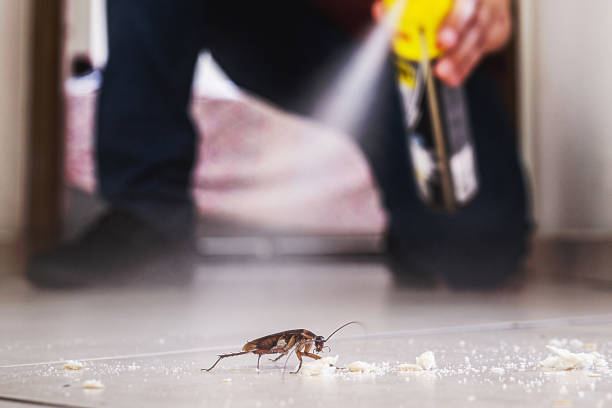Insect Control in Connerton, FL